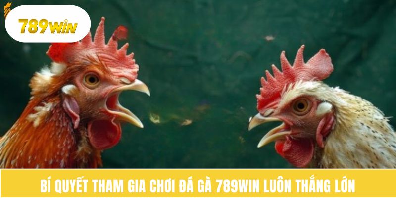 Bí quyết tham gia chơi đá gà 789WIN luôn thắng lớn