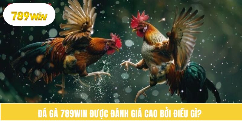 Đá gà 789WIN được đánh giá cao bởi điều gì? 