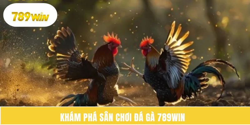 Khám phá sân chơi đá gà 789WIN  