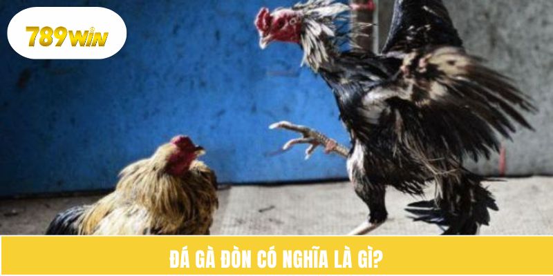 Đá gà đòn có nghĩa là gì? 
