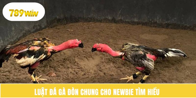 Luật đá gà đòn chung cho newbie tìm hiểu 